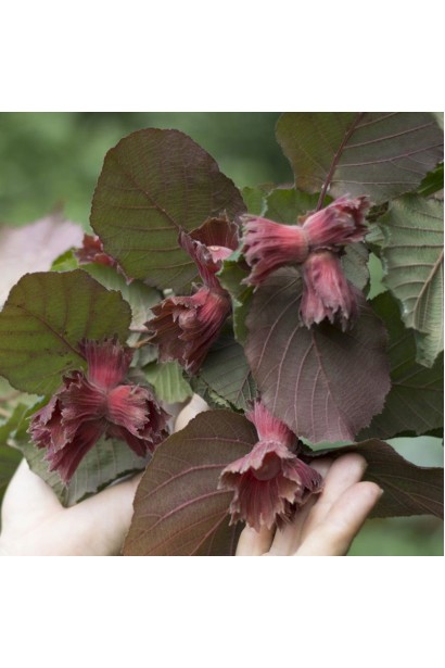 Corylus avellana Warsaw red on shtamb